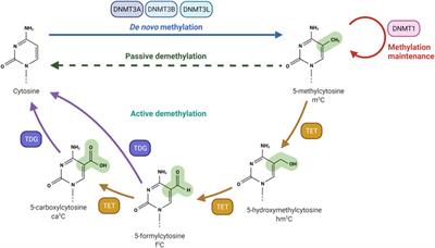 The Methylation Game: Epigenetic and Epitranscriptomic Dynamics of 5-Methylcytosine